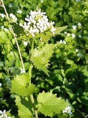 Alliaria petiolata