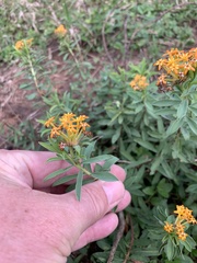 Lasiosiphon capitatus