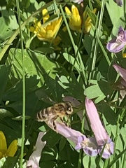 Apis mellifera