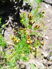 Tagetes multiflora