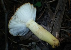 Russula pulverulenta