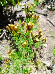 Tagetes multiflora