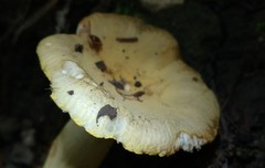 Russula pulverulenta