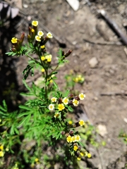 Tagetes multiflora