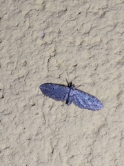 Eupithecia innotata