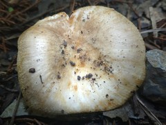 Russula pulverulenta
