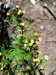 Tagetes multiflora