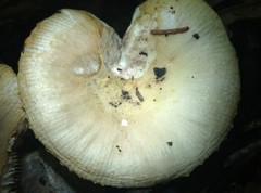 Russula pulverulenta