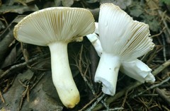 Russula pulverulenta