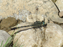 Arigomphus