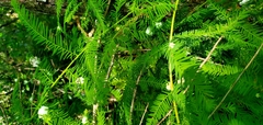Taxodiomyia cupressiananassa