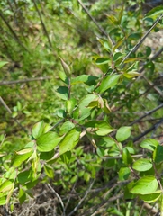 Magnoliopsida