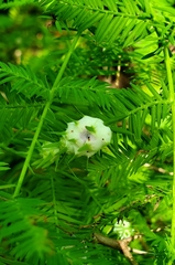 Taxodiomyia cupressiananassa