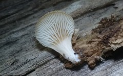 Hohenbuehelia angustata