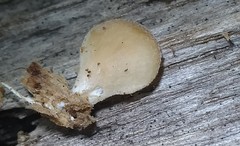 Hohenbuehelia angustata