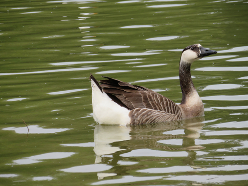 Swan Goose × Canada Goose