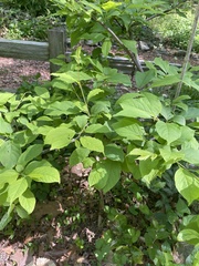Trillium reliquum