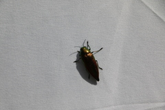 Eurythyrea