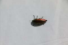Eurythyrea