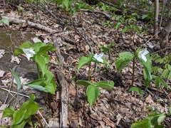 Trillium grandiflorum