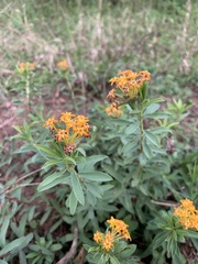 Lasiosiphon capitatus