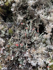 Sphaerophorus globosus