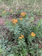 Lasiosiphon capitatus