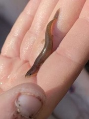 Necturus punctatus