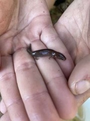 Necturus punctatus