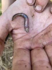 Necturus punctatus