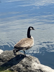 Branta canadensis