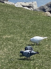 Columba livia domestica