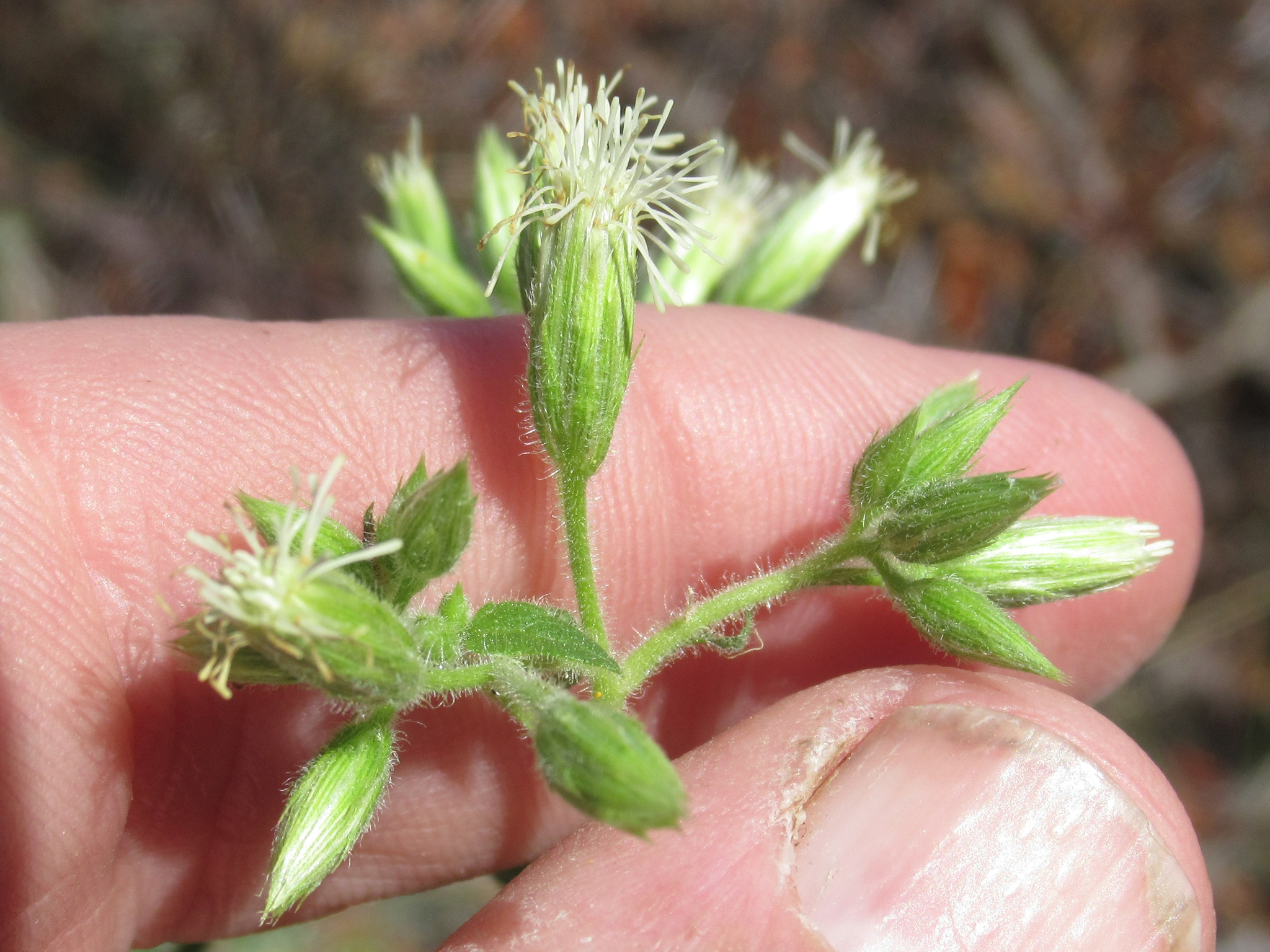 Flyriella parryi