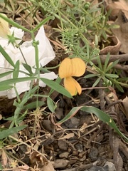 Lathyrus gorgonei
