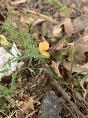 Lathyrus gorgonei