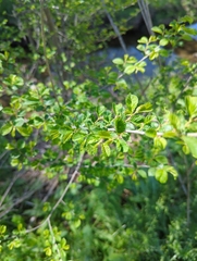 Ulmus minor