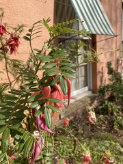 Clianthus