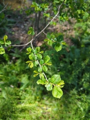 Ulmus minor