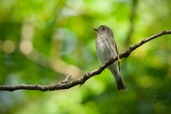 Dark-Sided Flycatcher photo 4