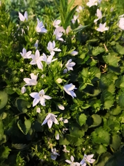 Campanula poscharskyana