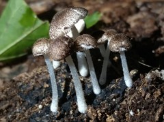 Pluteus hispidulus