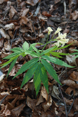 Cardamine kitaibelii