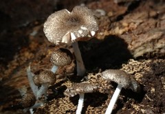 Pluteus hispidulus