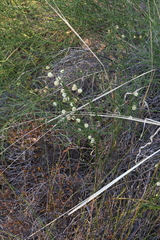 Acacia stenoptera