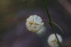 Acacia stenoptera
