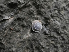 Pseudiberus tectumsinense tectumsinense