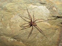 Tegenaria ferruginea