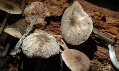 Pluteus thomsonii