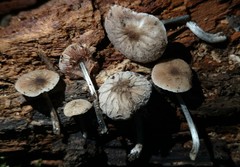 Pluteus thomsonii
