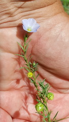 Linum pratense
